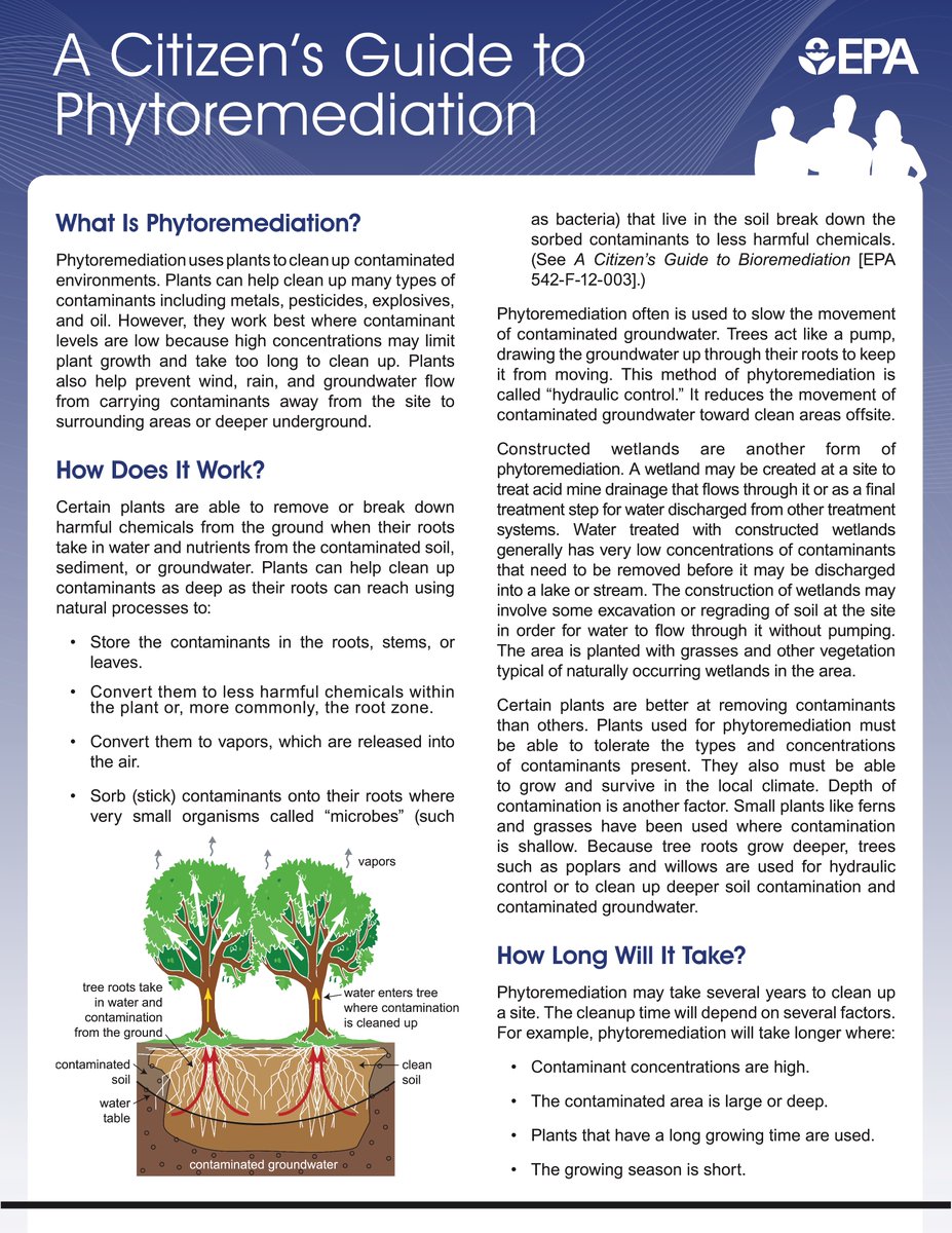 Phytoremediation uses plants to clean up contaminated environments. 🌱 Learn more about #what it is, #how it works and #why it is so important!

#hermanns #environment #plants #planthealth #phytoremediation #groundwater #wetlands #conservation
