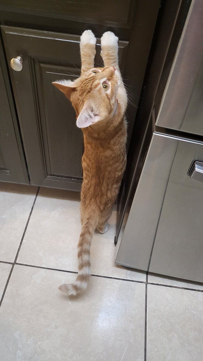 Cat standing with the help of the cabinet door