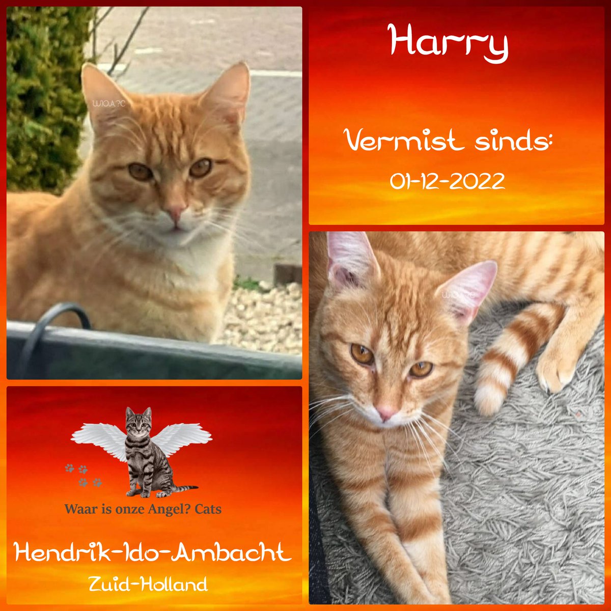 Harry #Vermist sinds 01-12-2022 te #HendrikidoAmbacht #ZuidHolland #Nederland 

facebook.com/photo/?fbid=48…