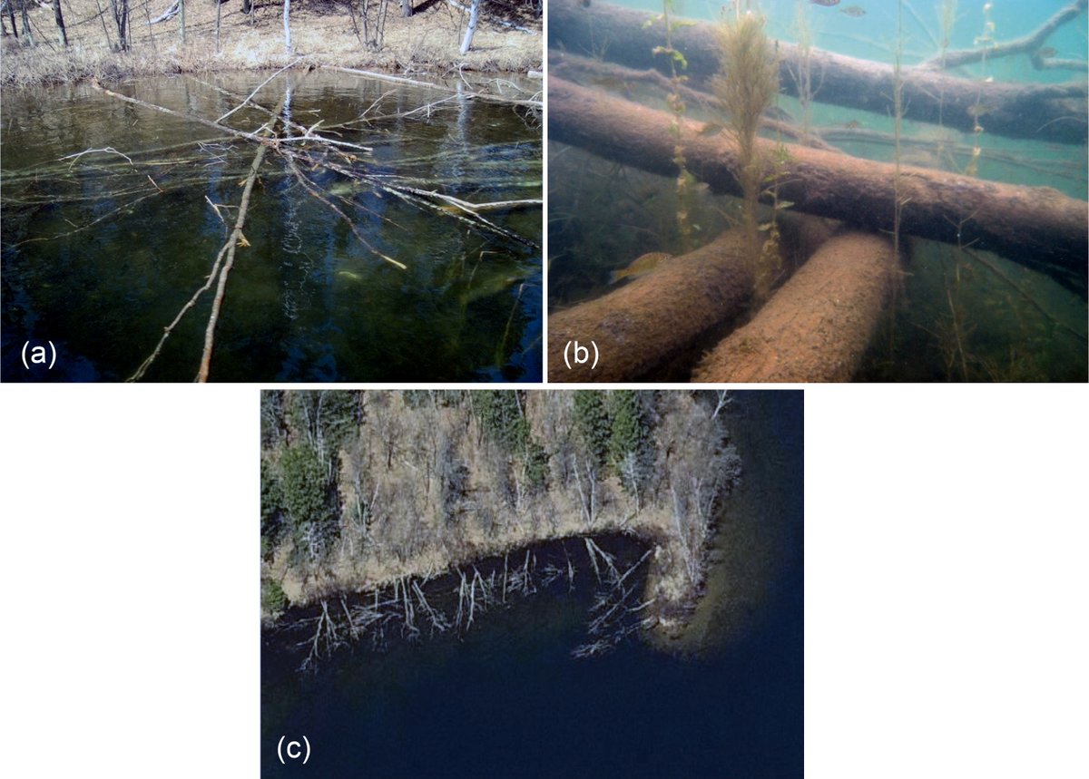 ESAApplications's tweet photo. Now out in @ESAApplications:
Managing aquatic habitat structure for resilient trophic interactions
https://t.co/CMdaAOCgZe
With #OpenData in @ZENODO_ORG
#AquaticHabitat #ConsumerResourceInteractions #Resiliency https://t.co/HswuRGjUxe