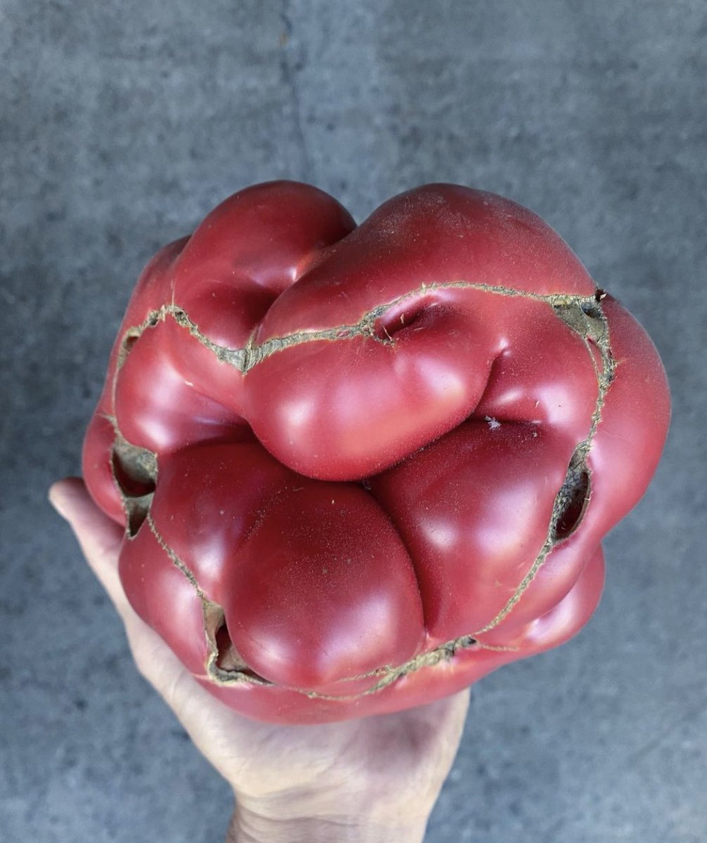 Sanfeliu's tweet image. Tomate del Maule de dos kilos. Los dejan crecer de manera natural. Y tiene un aroma y un sabor ÚNICO. Vía  Boragó