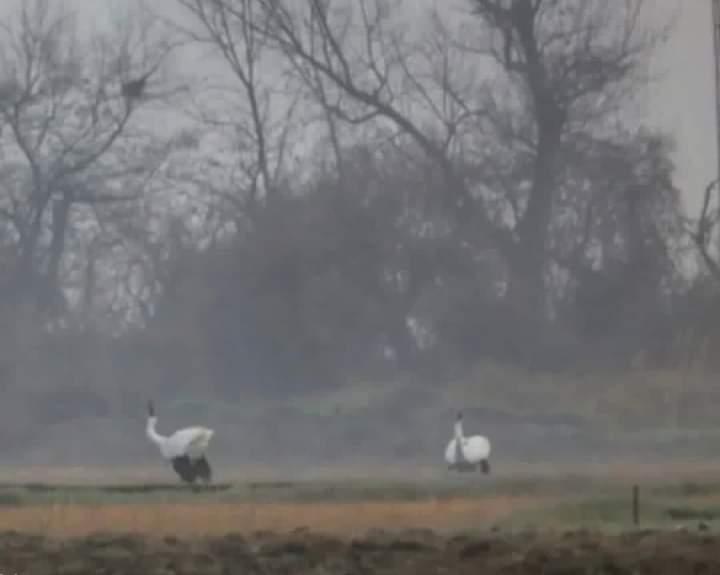 Thomas Gibson tweet media