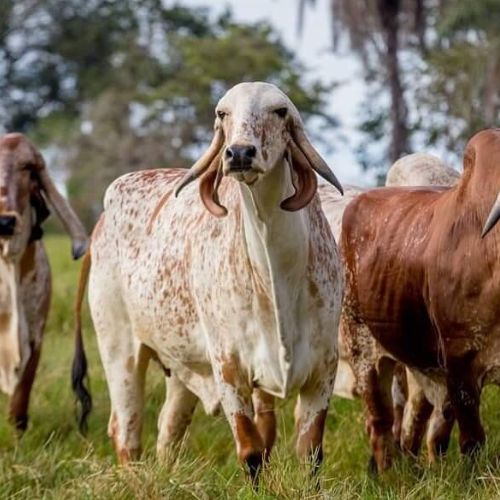 GanaderiayAgro's tweet photo. Mi nueva foto de perfil.
#Ganaderia #Beefmaster #Charolais #Simmental #Angus #Brangus #SantaGertrudis #Hereford #Limousin #Cebu #Brahman #Senepol #Braford #Charbray #Gelbvieh #Indubrasil #BlondAquitaine #Droughtmaster #Nelore #SuizBu #Romagnola #Romosinuano #Salers #Taurindicus https://t.co/2KRARP8GBb