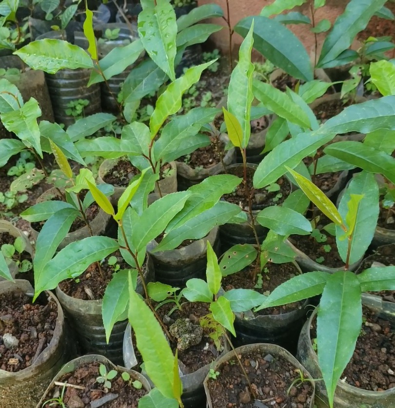Bamenda Kids Use Plastic Bottles as Alternative Nursery Container

Read more here 👇🏽:
voiceofnaturenews.info/bamenda-kids-u…

#VoNNews , #ClimateChange, #BamendaHighlands, #PlasticWaste, #treeplanting, #wastemanagement
