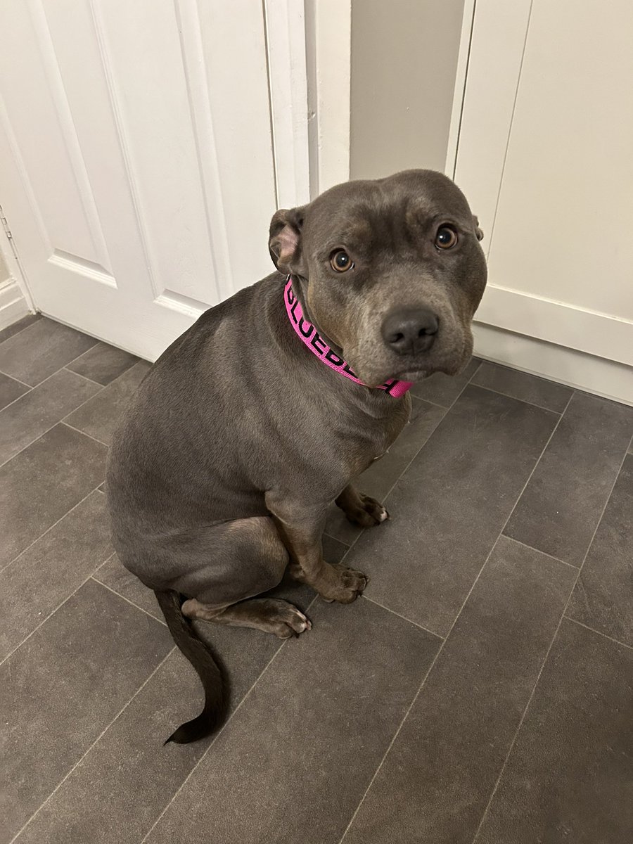 Evie🦋 tweet media