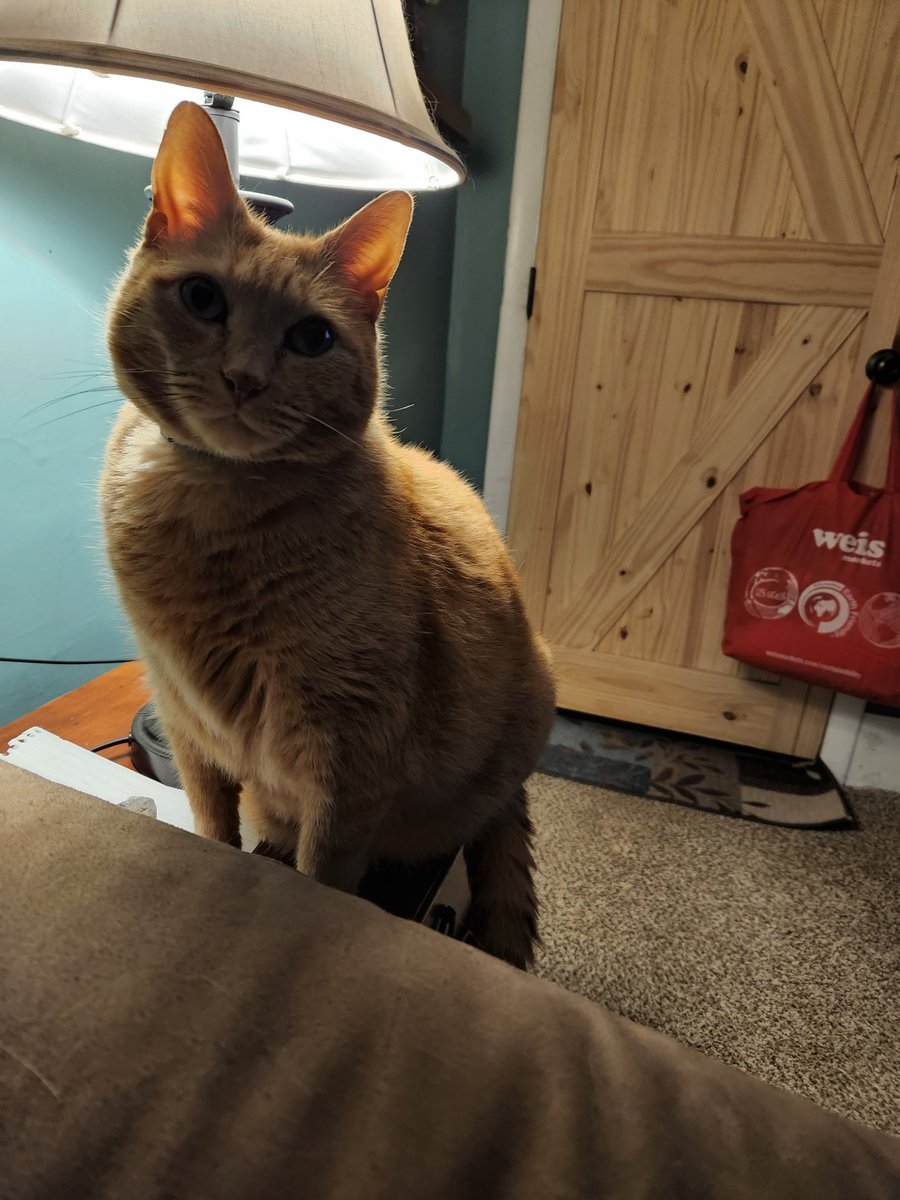 RealShorkHours's tweet photo. @destiny_thememe Look at him https://t.co/t4lW9zZzOY