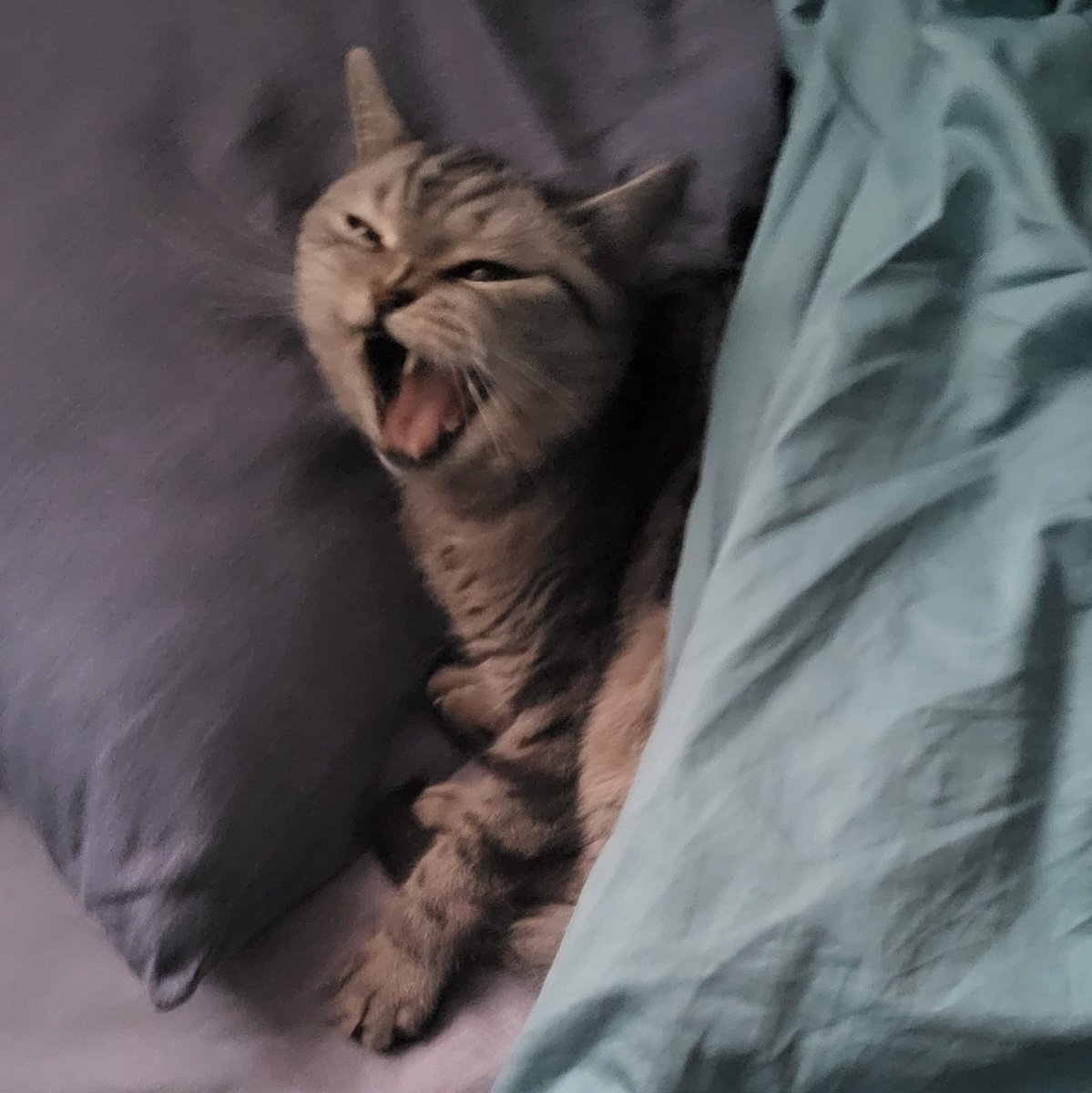 ONE MEME TO RULE THEM ALL