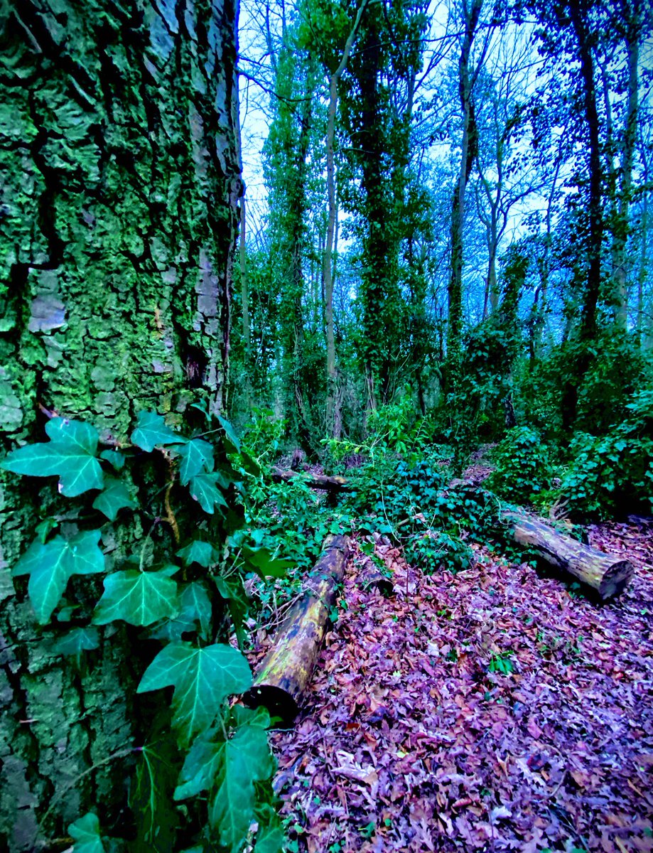 Where The Wild Things Are

#Woodland #AncientWoodland #Woods #Tree #Ivy #Plant #Growth #Green #Outdoors #Tranquility #TranquilScene #Nature #ScenicsNature #tree_briliance #Winter #Evening #Peaceful #Calm #Mindful #Photography