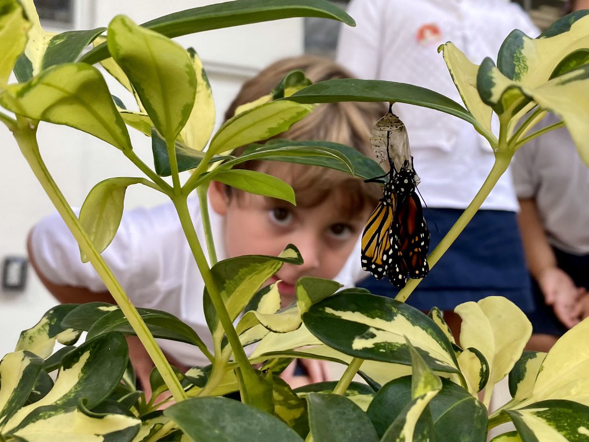 GSSstingrays's tweet photo. Our PreK students made a very exciting discovery during snack time today. The students noticed that a monarch butterfly was emerging from its chrysalis and beginning to dry its wings.
#gulfstreamschool #prek #preschool #butterfly #nature #privateschool #independentschool https://t.co/eN2uGaoTJp