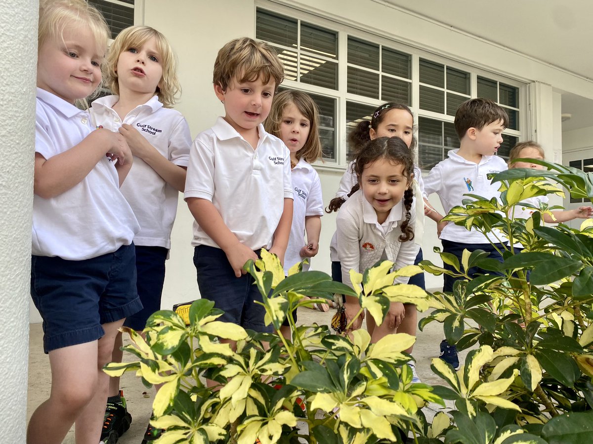 GSSstingrays's tweet photo. Our PreK students made a very exciting discovery during snack time today. The students noticed that a monarch butterfly was emerging from its chrysalis and beginning to dry its wings.
#gulfstreamschool #prek #preschool #butterfly #nature #privateschool #independentschool https://t.co/eN2uGaoTJp
