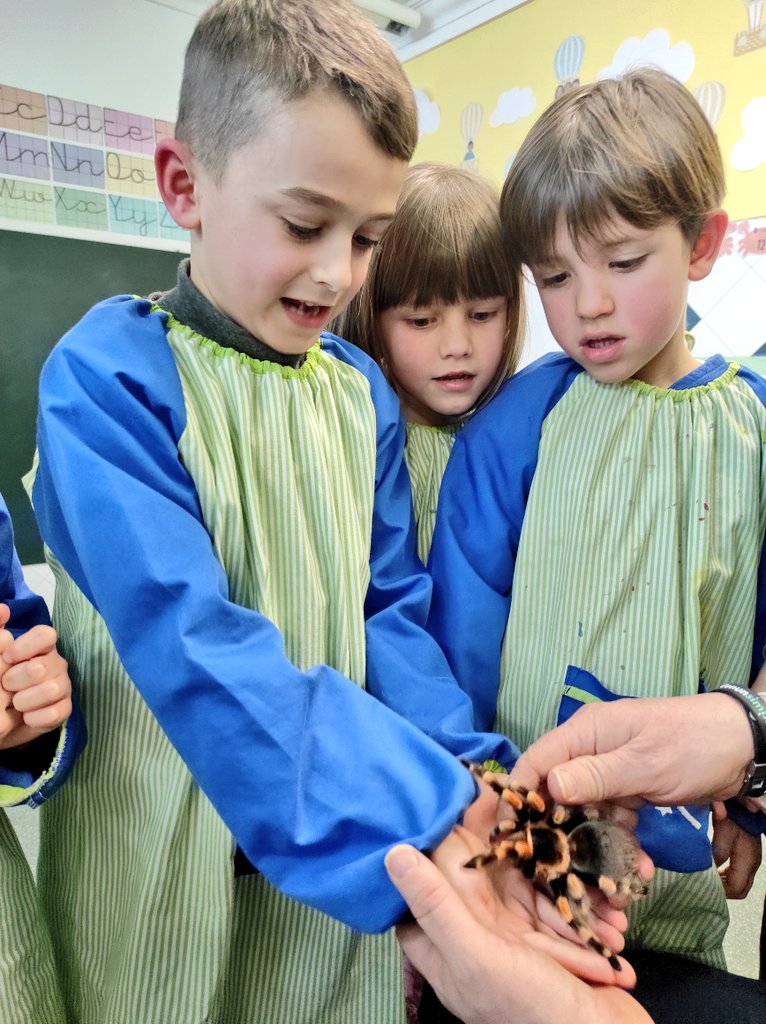 Helena Giner MDC (@ginermdc) on Twitter photo Fem un taller d'insectes! 😍😍😍 Hem vist papallones, centpeus, insectes pal, paneroles gegants, taràntules... 🐜🦋🦗🪲🕷️🐜🐌 increïble poder veure tots aquests animals de tan a prop i aprendre tantes coses amb vosaltres 🧡 (Fotos 4) <a href="/escolamdcprat/">escolamdcprat</a> Fem un taller d'insectes! 😍😍😍 Hem vist papallones, centpeus, insectes pal, paneroles gegants, taràntules... 🐜🦋🦗🪲🕷️🐜🐌 increïble poder veure tots aquests animals de tan a prop i aprendre tantes coses amb vosaltres 🧡 (Fotos 4) <a href="/escolamdcprat/">escolamdcprat</a>