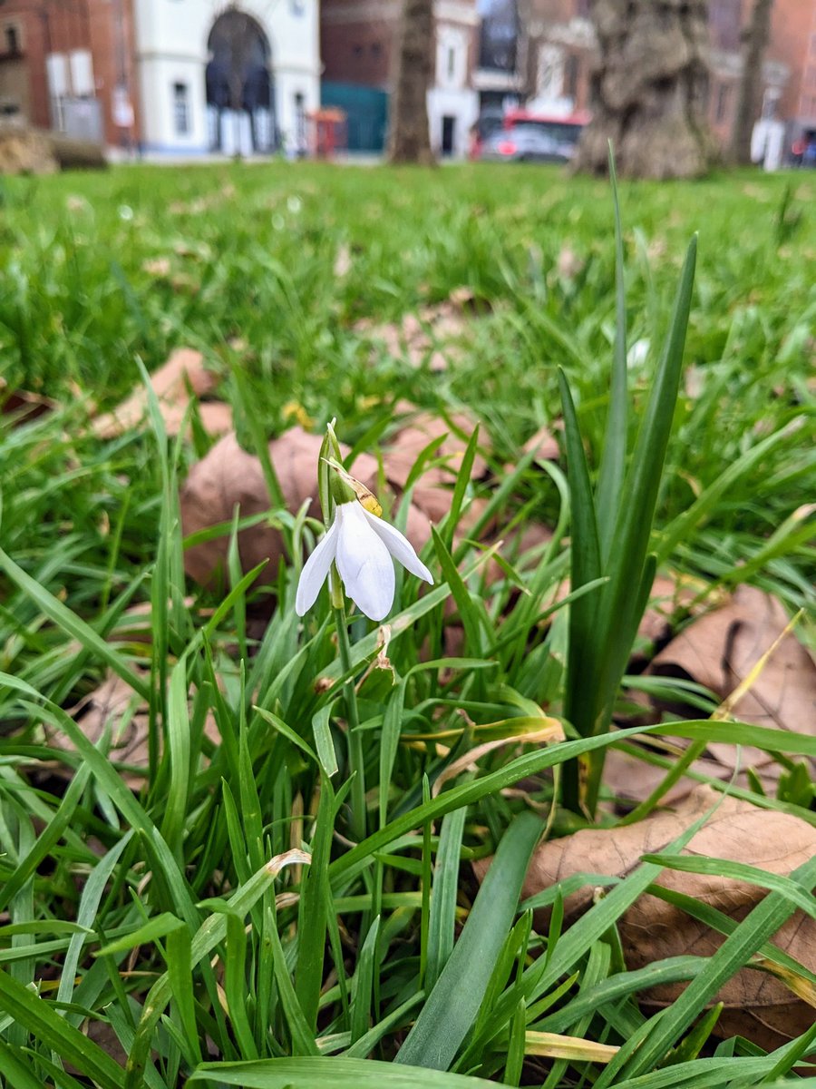 SueHealy's tweet photo. Happy St. Bridget's Day from Shepherds Bush! Beannachtaí lá Fheile Bríde oraibh go léir! It's stirring... #firstofspring https://t.co/0KA2NRLSi5