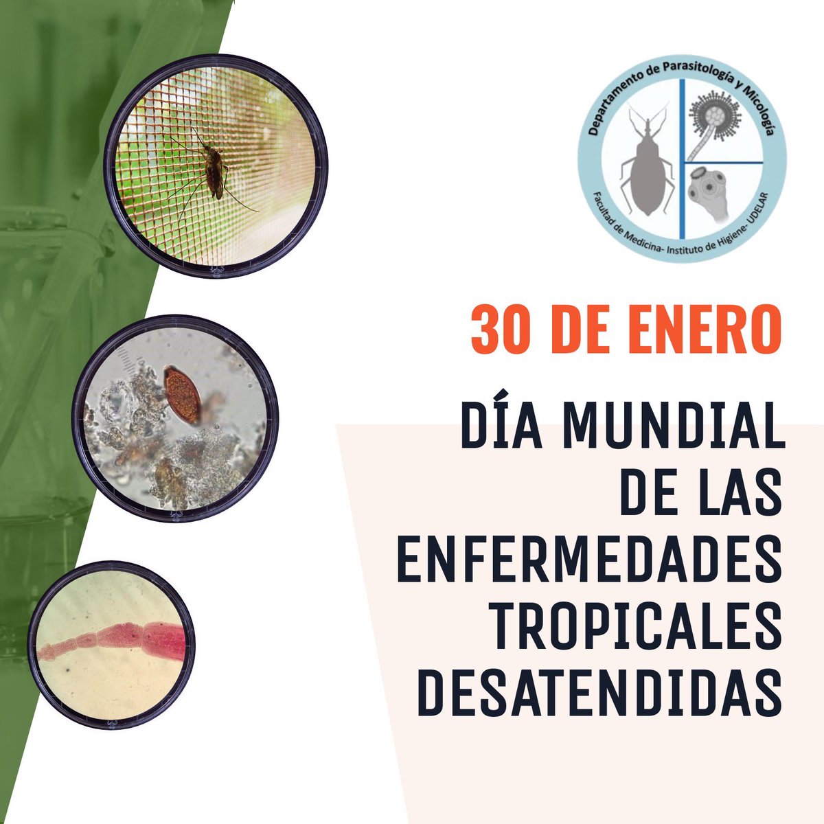 paraymicologia's tweet photo. El 30 de enero se conmemora el día mundial de las Enfermedades Tropicales Desatendidas (ETD). En este resumen encontramos una visión general de cuáles son y que implican en la salud pública.- sigue ⬇️
#neglectedtropicaldiseases #parasitología #micologíamédica https://t.co/ulSqm0fkyz