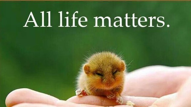 RathboneKim's tweet photo. Message From A Mouse
"An ecosystem that has the maximum amount of diversity is the richest."
Donate &amp; join VLM, help take land back from those who harm life &amp; return it to nature, creating future woodlands. 
Saving lives &amp; increasing biodiversity!🌳🪲🦋🐦
https://t.co/J9NUQCJCyG https://t.co/8CvBnULFHi