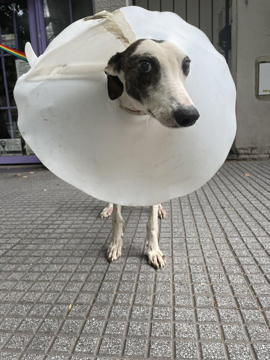 Yo les pido que ayuden a ellos que lo necesitan tanto. Les dejo el CBU de la fundación y así también pueden buscarlos en ig
Para seguir salvándolos, curándolos, y haciendo que puedan tener una vida vida🌈
Cuento con ustedes, los queremos mucho,con el corazón 
Burlete, huesos y yo