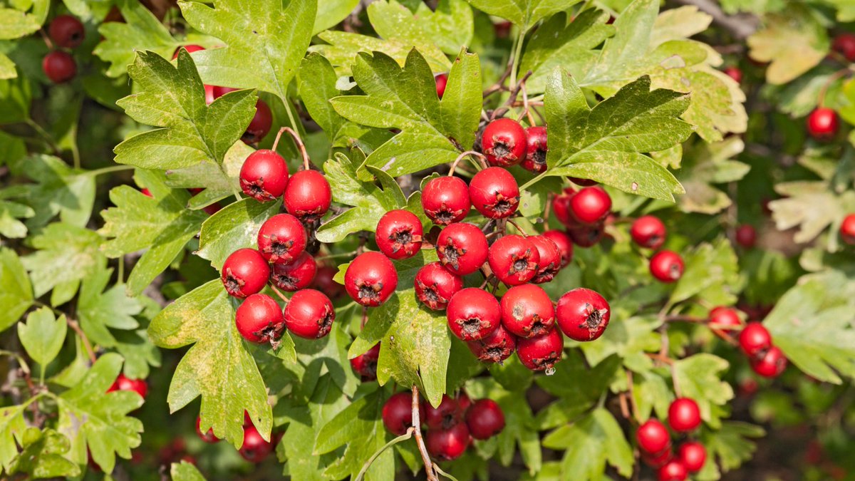 MoorTrees's tweet photo. Common Hawthorn is our #SeedOfTheMonth - within the red, fleshy fruit lies a single seed. We're currently stratifying them & any that show signs of awakening are brought out of the fridge & sown in April. For more info, read our Tree Grower's Guide 📖: https://t.co/zPmwI7Me5M https://t.co/Ce0SyHeCI7