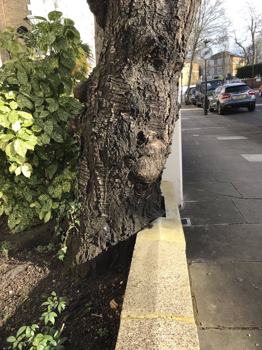 treeruss's tweet photo. Good practice is (sometimes) infectious. Here on a street in NW8 one house owner has adopted a tree sensitive, bespoke boundary fence and a neighbour has followed suit with a neat wall inset. Simple but very effective.
#TreeSpace #Space4Trees #TreeCentredDesign #UrbanTrees https://t.co/QjFCjWdW3z