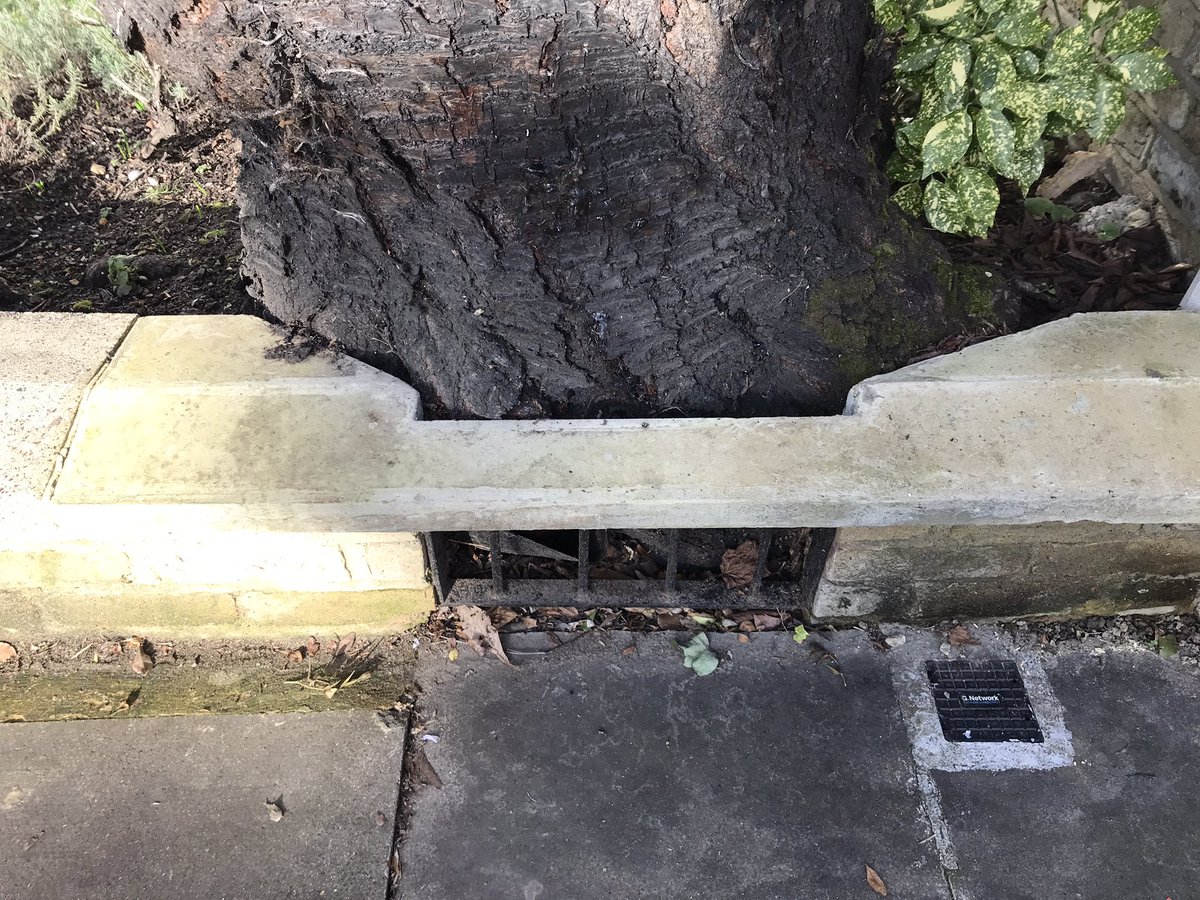 treeruss's tweet photo. Good practice is (sometimes) infectious. Here on a street in NW8 one house owner has adopted a tree sensitive, bespoke boundary fence and a neighbour has followed suit with a neat wall inset. Simple but very effective.
#TreeSpace #Space4Trees #TreeCentredDesign #UrbanTrees https://t.co/QjFCjWdW3z