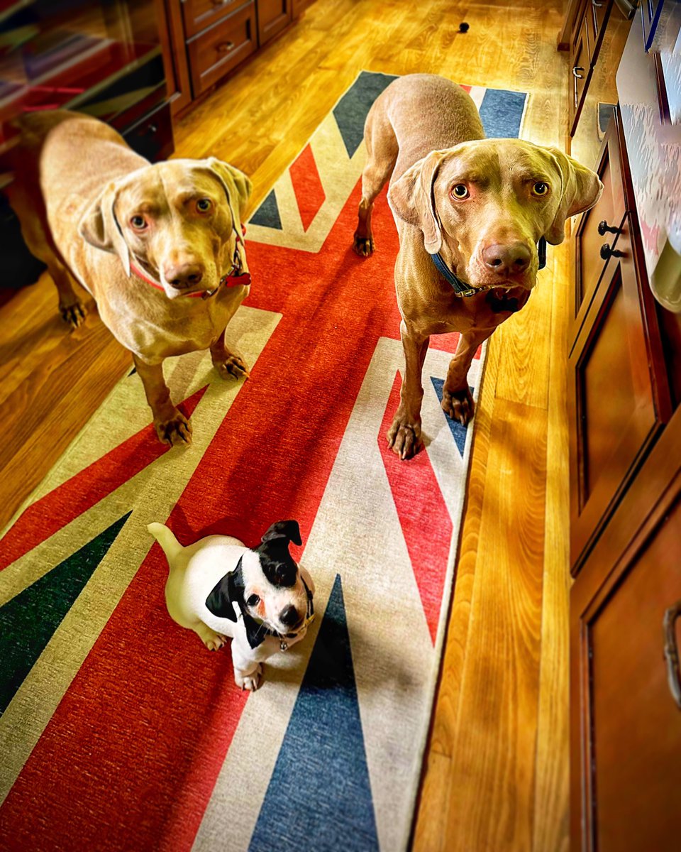 Faldo’s Weims & two ☘️Irish Jack ☘️🇺🇸🇬🇧 tweet media