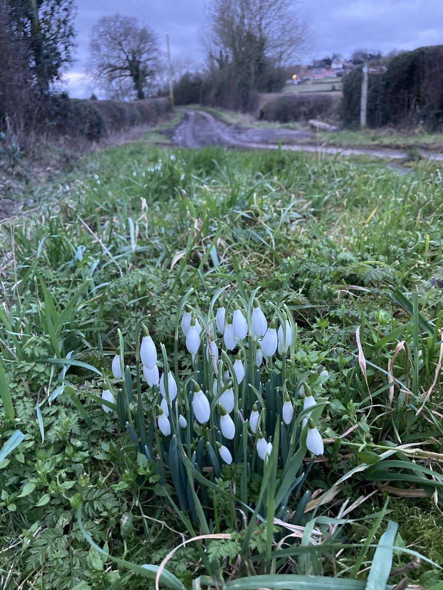 HazelwoodFarm's tweet image. A nice early evening walk in Crayke as we celebrate the longer nights and it seems the snowdrops are happy too!😃#NorthYorkshire #hambleton #york #easingwold