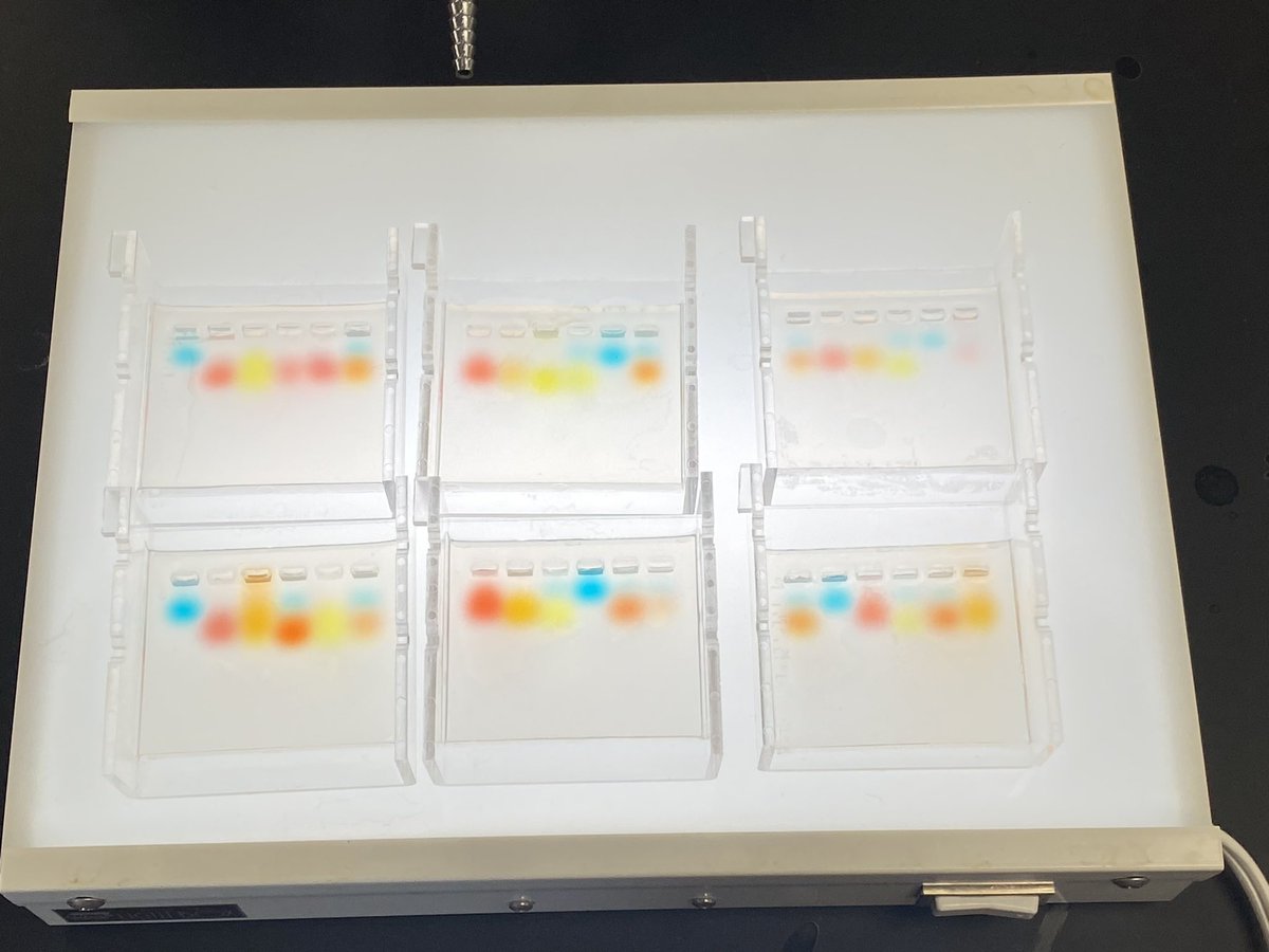 RyanAPBio's tweet photo. Look at these gorgeous gels!!!  Results of the Ge Beauty Pageant coming soon!!! https://t.co/gzgzB6qIoF