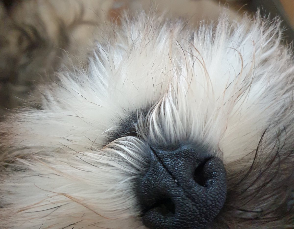 TobyDeSchnauzer's tweet photo. I sends boops 💓 https://t.co/DnYkRcPuBm