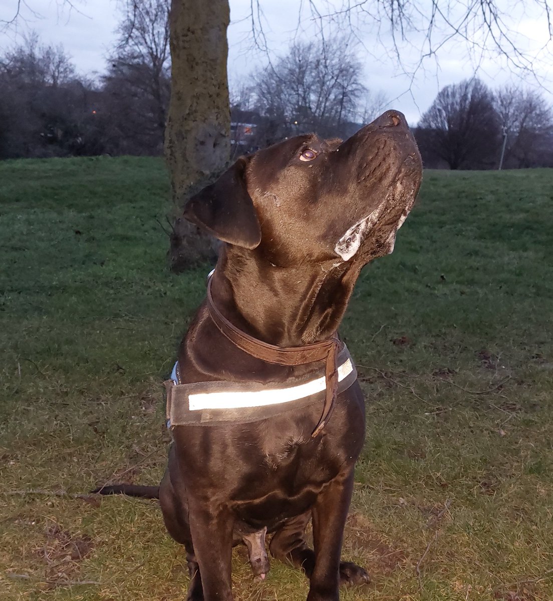 ForestHthPolice's tweet photo. Twilight foot patrols along The Yellow Brick Road #Newmarket 
Quite a few people about, my favourite being Harry aged 5
#PC1505 https://t.co/fRL58fMWOI