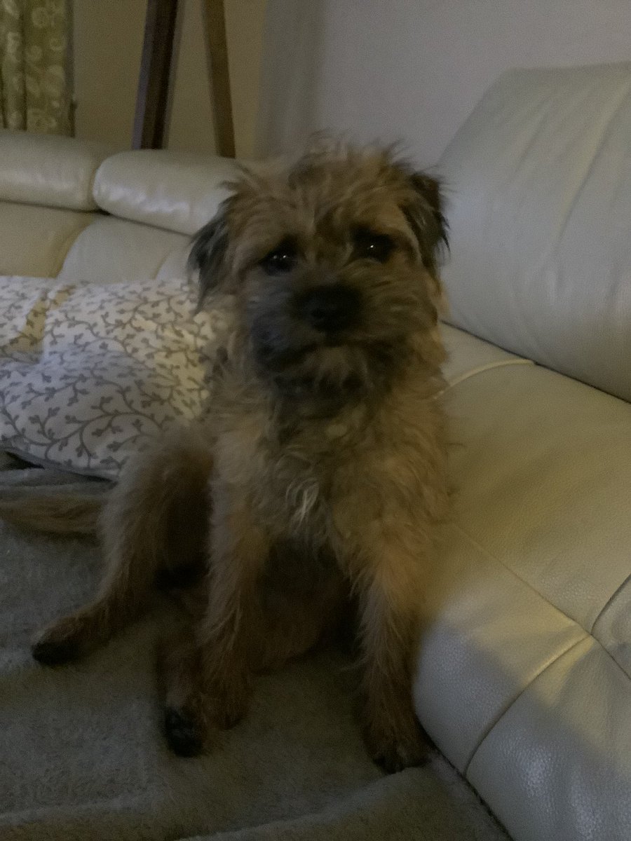 Hi Pals, Aunt Em & Uncle Mark did cum visit uz today. Aunt Em sez dat I (dats me Janice) haz filled out a bit! Well I nevers…I did not woof owt at da time, but I’z bin finkin .. she must mean my fluffy curly hairs & surely not my bottom, eh #BTPosse pals??? 🍑 #timetoreflect