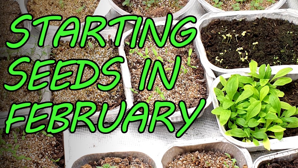 GWakelingWriter's tweet photo. 🌱 NEW VIDEO 🌱

It's Feb 1st and I COULD NOT hold off! Here's a few things getting going on the farm ready for the main growing season. 

https://t.co/1PPe2LLNjs

#gardening #farming #marketgarden https://t.co/FoEDNXWctK