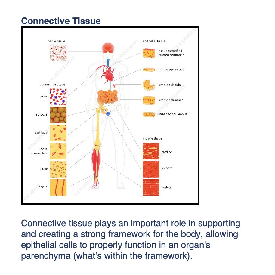 medknowledge4u's tweet image. Connective tissue, the overlooked hero of anatomy, plays a crucial role in supporting our body &amp;amp; allowing it to function at its best. Don&apos;t underestimate its importance! #anatomy #connectivetissue #bodystructure