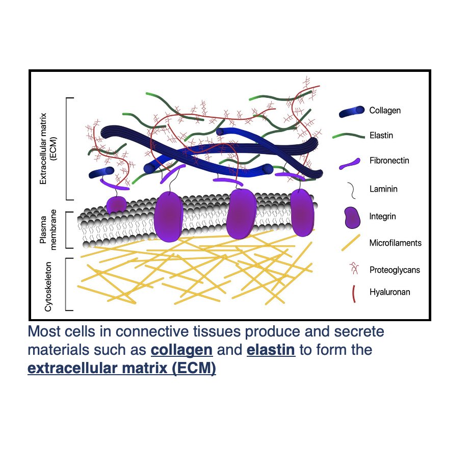 medknowledge4u's tweet image. Connective tissue, the overlooked hero of anatomy, plays a crucial role in supporting our body &amp;amp; allowing it to function at its best. Don&apos;t underestimate its importance! #anatomy #connectivetissue #bodystructure