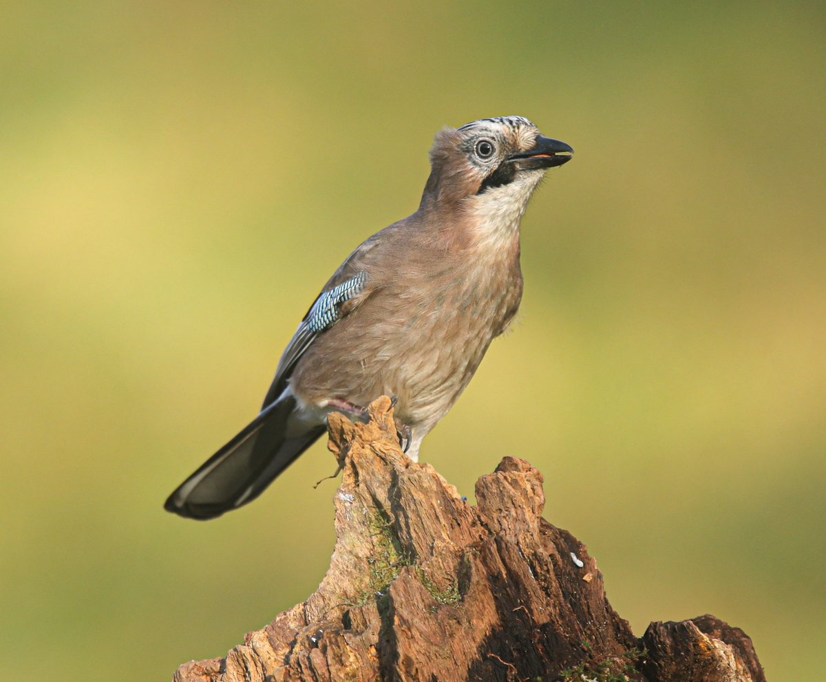 Jeff’s Wildlife Photography tweet media