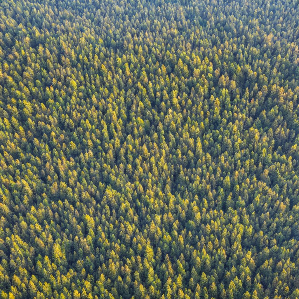 enviva_de's tweet photo. #Wussten Sie schon, dass die europäischen Wälder jede Minute um mindestens 1⚽- Feld wachsen?
Der #Bioenergiesektor unterstützt #nachhaltige Forstwirtschaftspraktiken für💪gesunde Wälder🌿. https://t.co/FC3kRc6F43