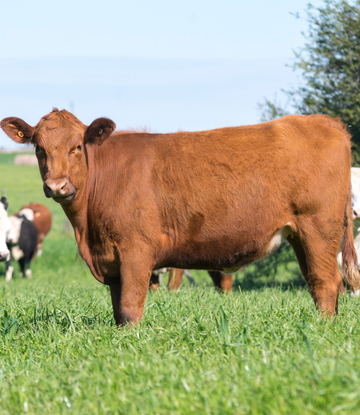 Beef prices projected to go higher with beef cow numbers the lowest in 61 years. #foodservicesupplychain
supplychainscene.org/resources/news…
