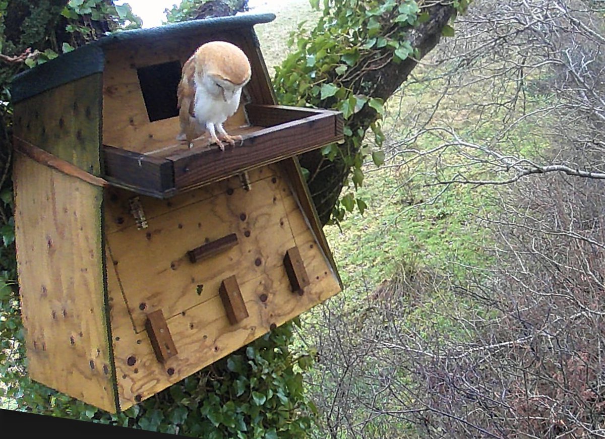 Less than a year on from installing this box, a barn owl has found it! Photos captured by the trail camera. We are thrilled - hoping now for a pair!