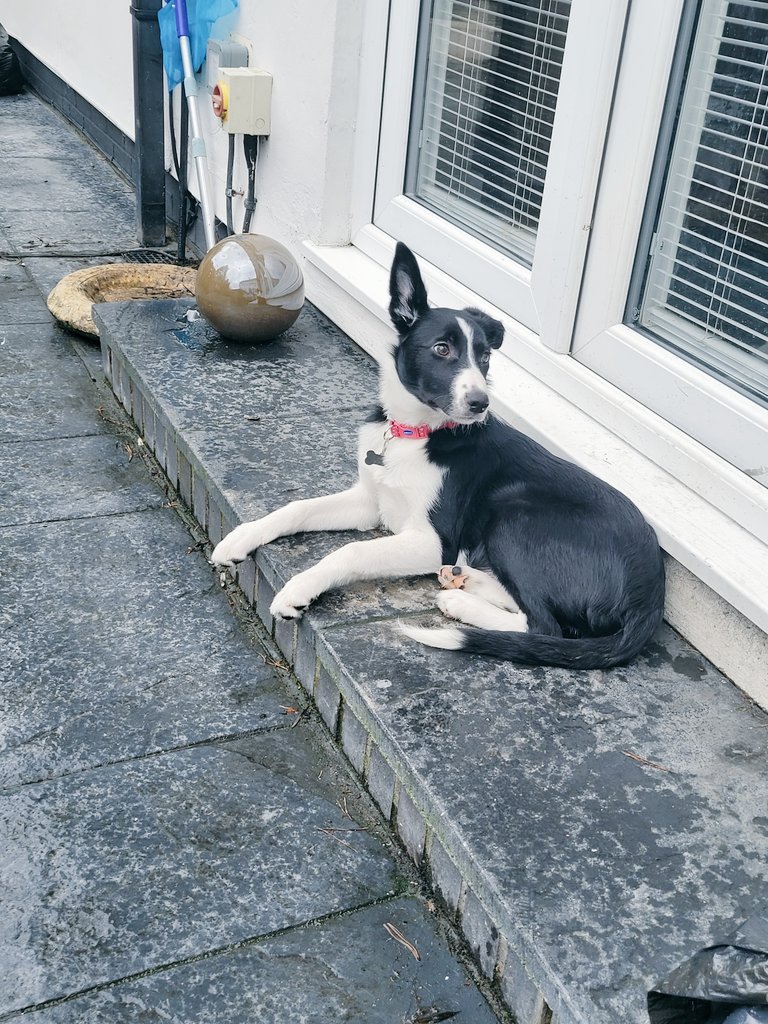 That face and ears  Miss Mae 🙄 .. I can't say im impressed by the wind today 🌬 it was scary !!  #WindyOut #windyday #windyweather  #scary  #imonlyapuppy #newsounds  #itsalladventures #imlearning #bordercollie #puppy #doglovers #dogsoftwitter