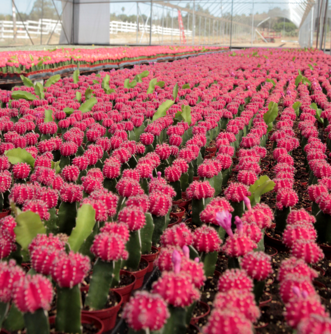 It's beginning to look a lot like... Valentine's Day! Make sure to place your V-Day orders in time for the day of love 💞