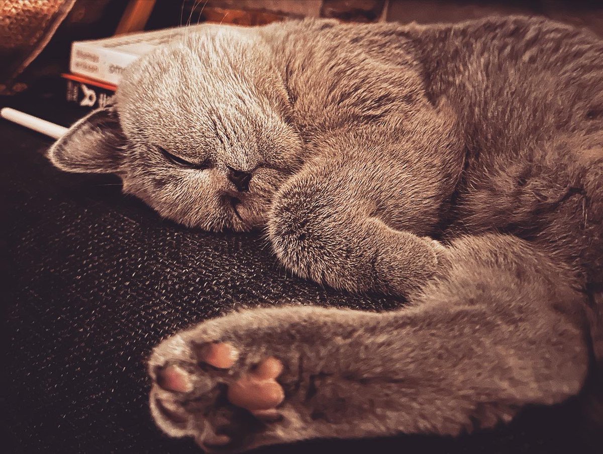 Deze fluffy mooierd is ons nieuwe vriendje 😻🥰🐾

Welkom Nero ❤️

#nero #cat #fluffy #fluffyfriend #fluffybestfriend #british #britishshorthair #bshcat #blue #grey #coppereyes #whiskers #britishpearls #cute #handsome #naughty #cuddling #playing #sleeping #catlife #catspam