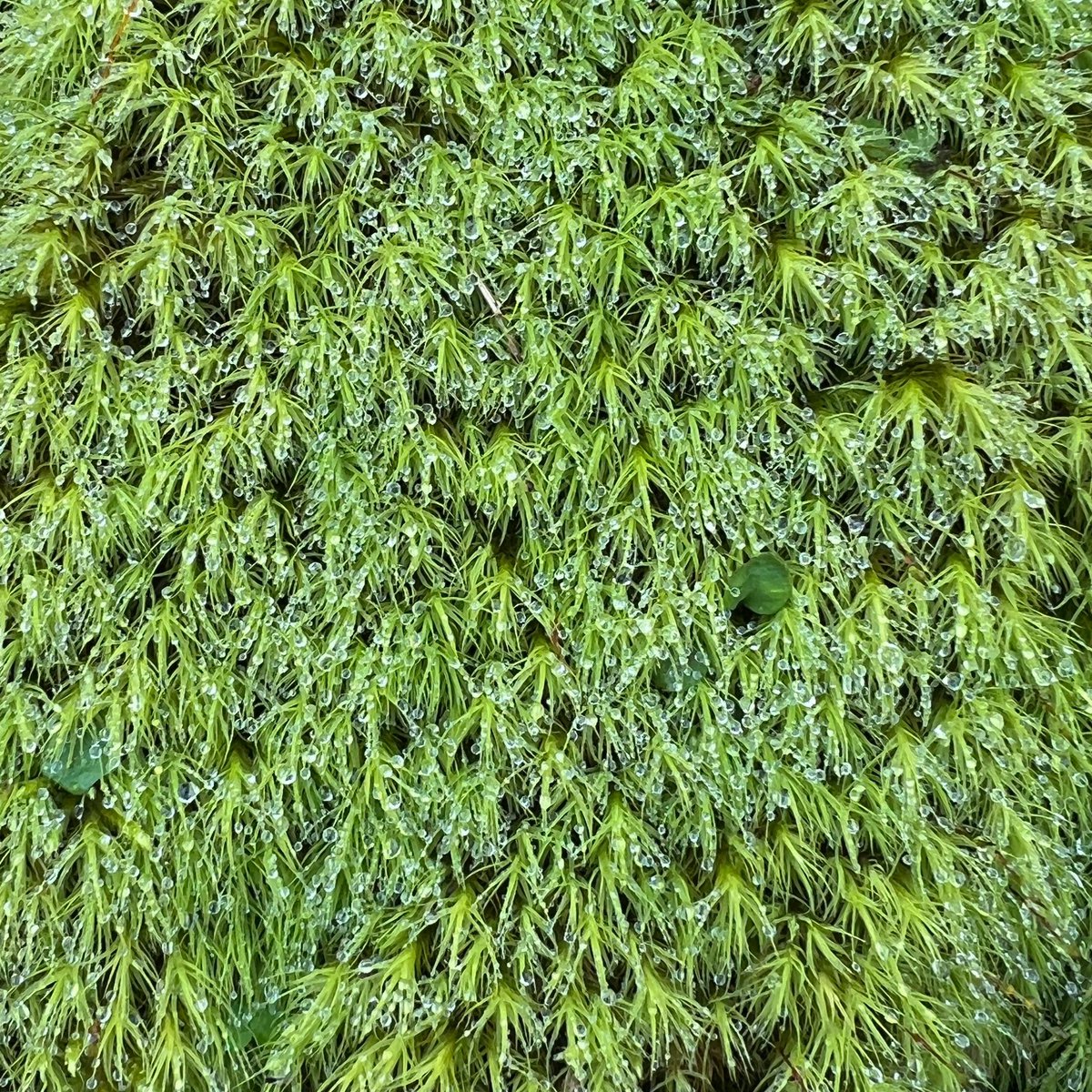 Dew covered Apple Moss (Bartramia pomiformis) growing on an exposed bank.