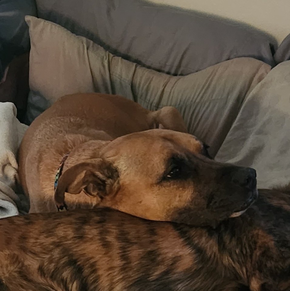 TillamookStar's tweet photo. Hey #StarPod Going to have a subathon stream this Sunday to help raise funds for Gaia's vet bills. We discovered she had cancer and just to find all of it is going to be 1800. I'll make an official post later today or tomorrow. #Vtuber #furry #streamer #twitchaffiliate https://t.co/Mk35YzAAMv