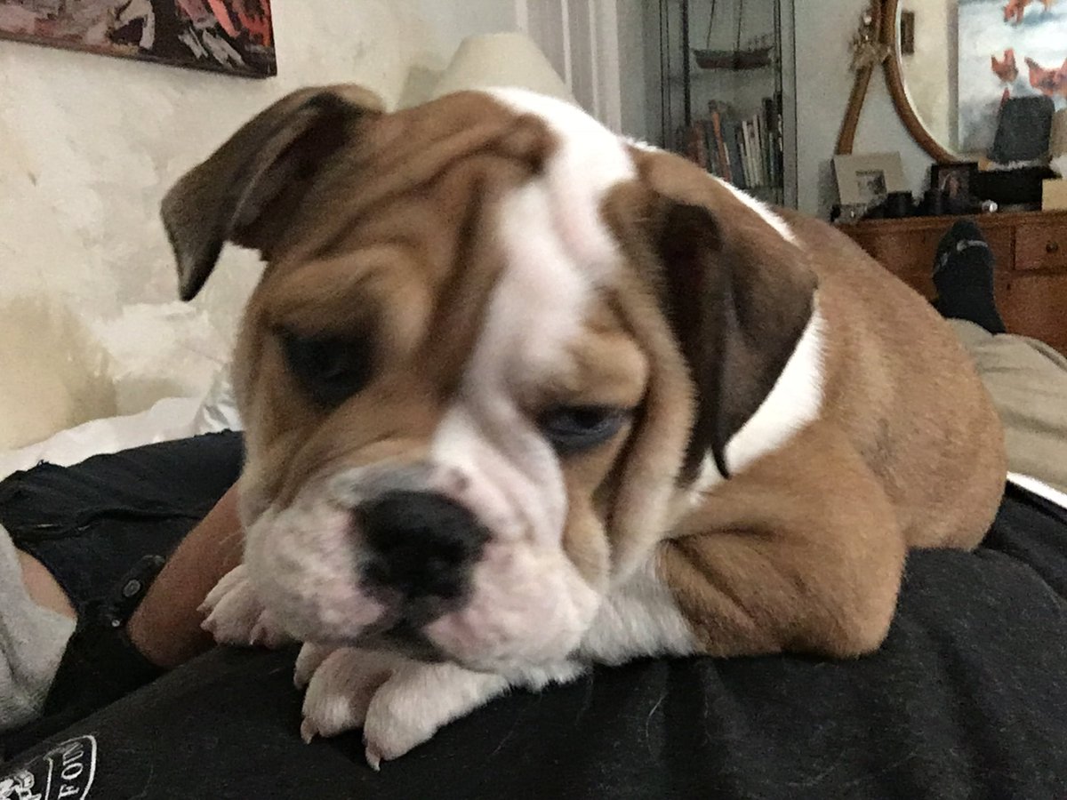 Dave Madeira tweet media