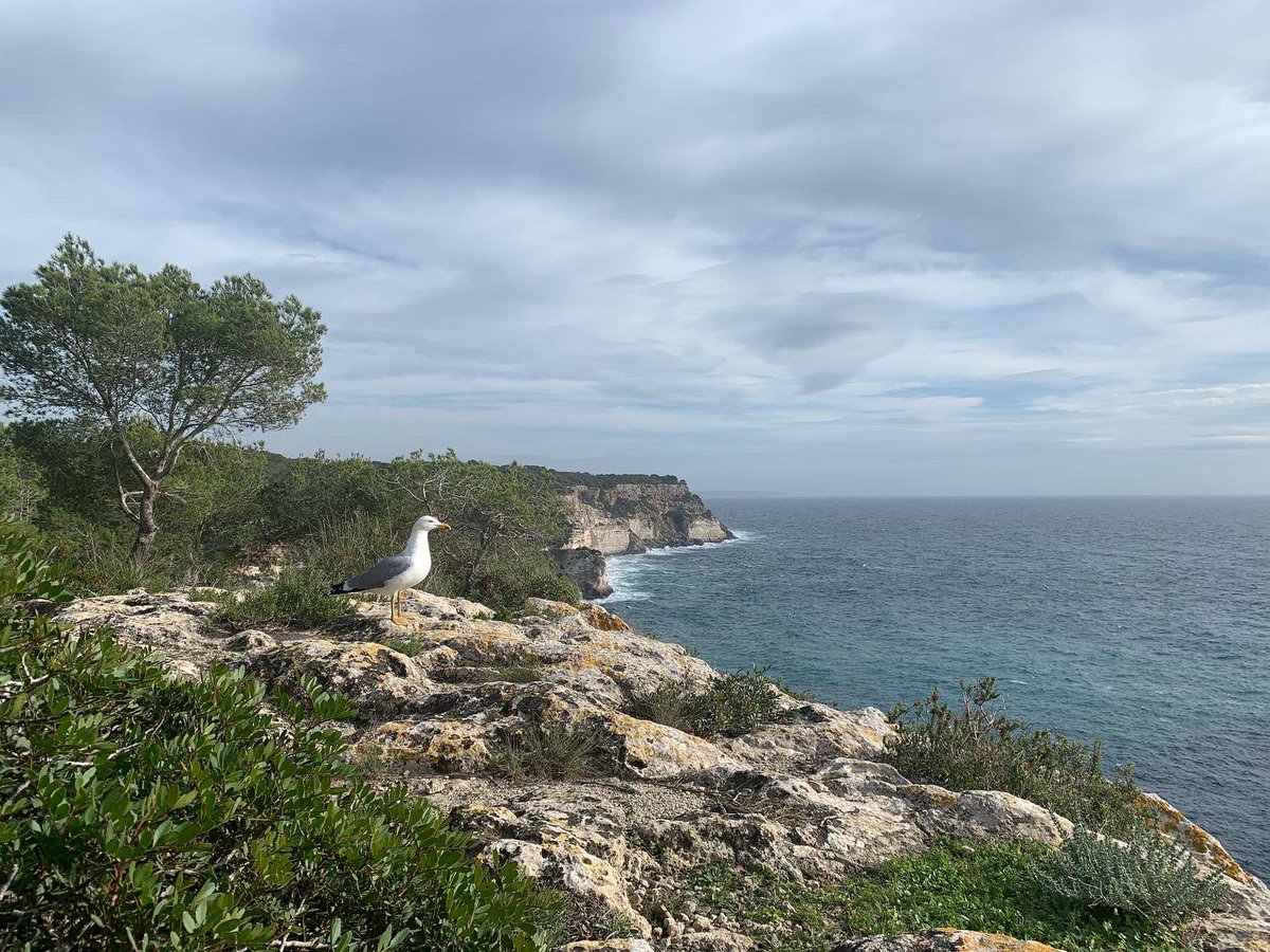 ‼️Ja tenim Llei de Menorca Reserva de Biosfera! Més que mai, l’illa serà un referent en el desenvolupament sostenible. Gràcies als diputats i consellers que ho heu fet possible, especialment, a Josep Juaneda i a Josep Castells! La feina continua! 🍀