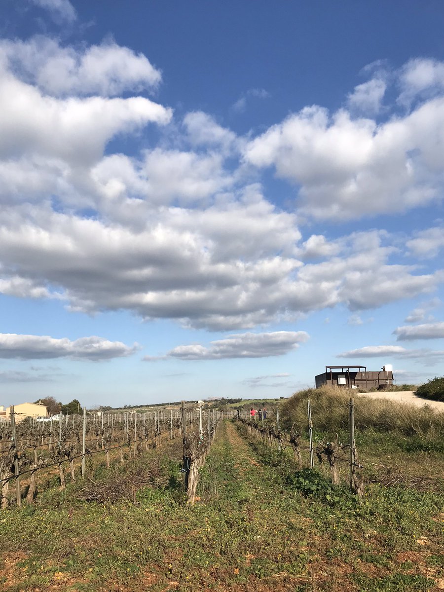 😍👌🏻Febrer! Ens ha tocat un dia guapo per estrenar mes.

....
#mallorca #mallorcawinery #febrero #february #viñas #mallorcavino