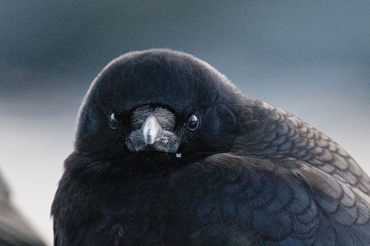 dneeljrphoto's tweet photo. While looking for things to shoot in Seward a couple weeks ago, this American crow (Corvus brachyrhynchos) landed a few feet from me and was backlit by the early morning light. #Alaska #captureAlaska #Alaskalife #YourShotPhotographer #wildlifephotography #wildplanet https://t.co/1aguPQ5NLN