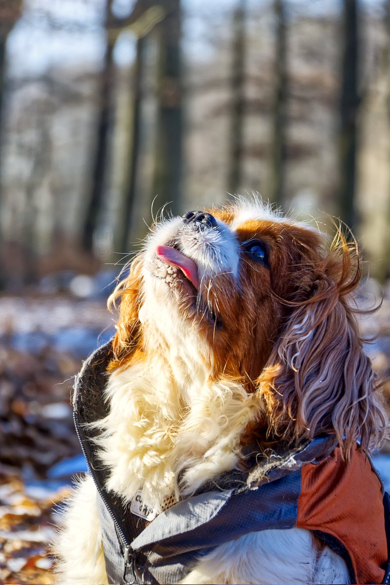 Happy evening folks.
#cavalierkingcharlesspaniel
#cavalierkingcharles