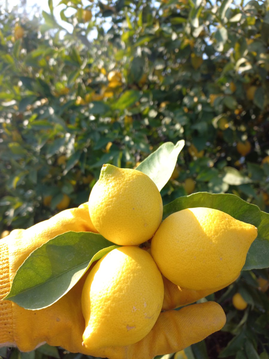 #ReisLimonDaldaKaldı 
<a href="/RTErdogan/">Recep Tayyip Erdoğan</a>
<a href="/dbdevletbahceli/">Devlet Bahçeli</a>
<a href="/VahitKirisci/">Prof.Dr.Vahit Kirişci</a>
<a href="/fuatoktay/">Fuat Oktay</a>
<a href="/dcmersin/">BÜYÜK LİMON HAREKETİ</a>