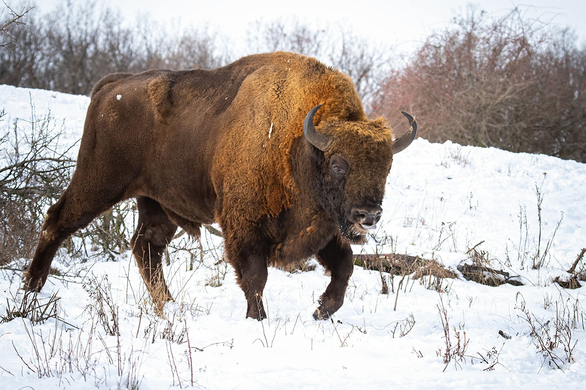 fossilfarms's tweet photo. Today's Bison affirmations: I am big. I am nutritious. I'm delicious. โจ
#bison #fossilfarms #bisonrecipes #allnaturalmeats #bisonmeat #eatfossilfarms #winterrecipes #eatsomething #dailytweets #eatbison https://t.co/ZGEMEYOYiL