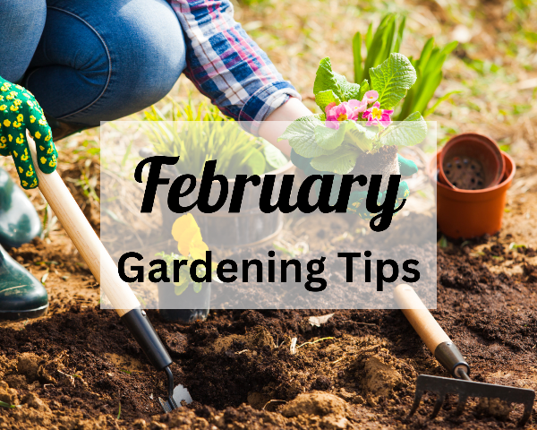 Get Spring ready with our stunning garden must haves &amp; top tips for the season ahead.....Click on the link &amp; enjoy our February Newsletter - mailchi.mp/7992e4680659/g…