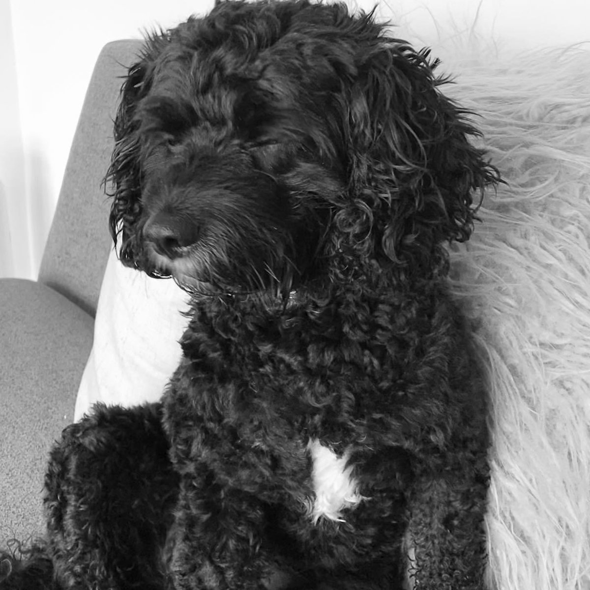 Vera🐶 tweet media