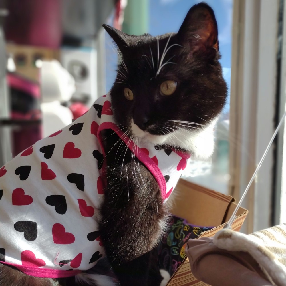 OneSpoiledKitty's tweet photo. Hearts shirt for sweetheart and store kitty, Curious ❤ 
At One Spoiled Kitty, 1325 Portage Avenue I  #Winnipeg #CatsOfTwitter https://t.co/HsVriQL2Vw